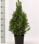 Zuckerhutfichte - Picea glauca 'Conica'
