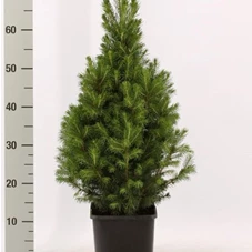 Picea glauca 'Conica', C 3 Aktion 40- 50