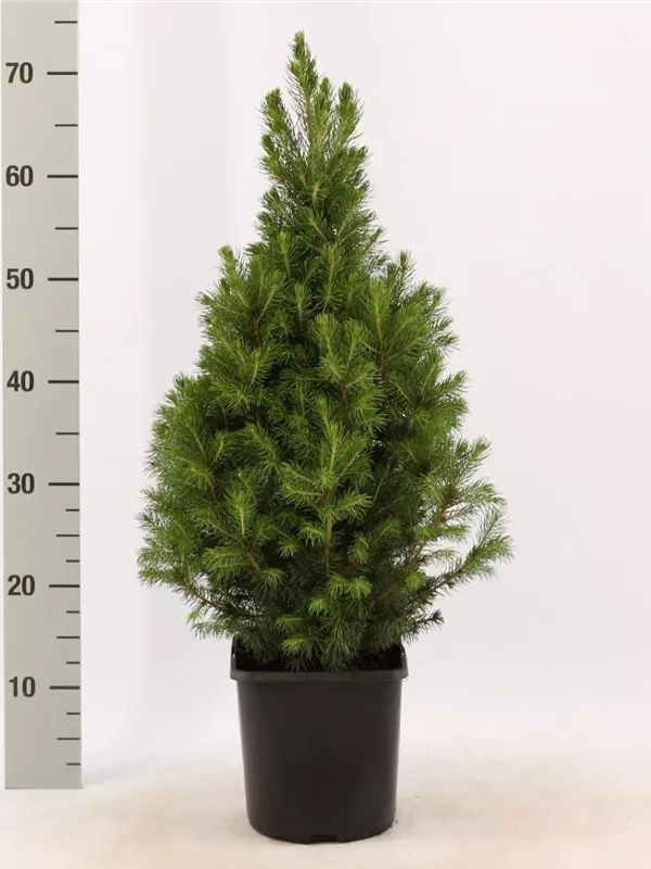 Zuckerhutfichte - Picea glauca 'Conica'