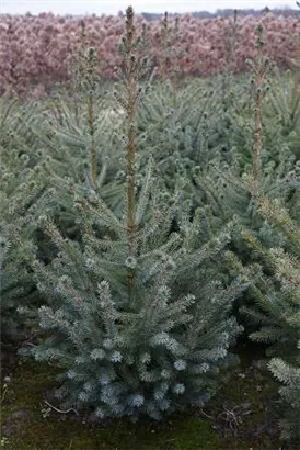Serbische Fichte - Picea omorika
