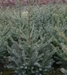 Serbische Fichte - Picea omorika