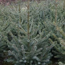 Picea omorika, mB 80- 100
