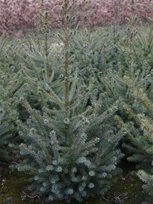 Serbische Fichte - Picea omorika