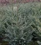 Serbische Fichte - Picea omorika