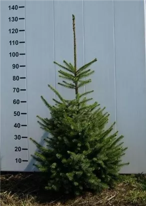 Serbische Fichte - Picea omorika