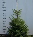 Serbische Fichte - Picea omorika