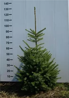 Serbische Fichte - Picea omorika