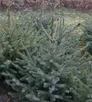 Serbische Fichte - Picea omorika