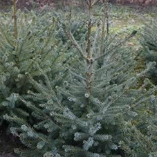 Picea omorika, mB 100- 125