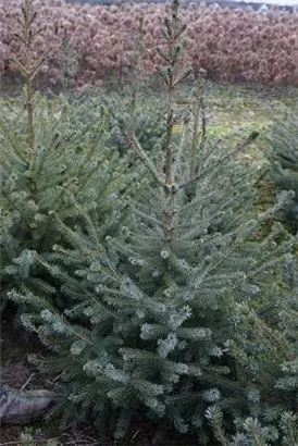 Serbische Fichte - Picea omorika