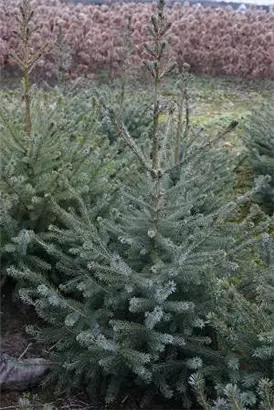 Serbische Fichte - Picea omorika