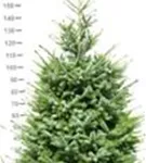 Serbische Fichte - Picea omorika