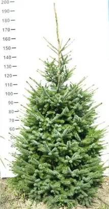 Serbische Fichte - Picea omorika