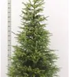 Serbische Fichte - Picea omorika