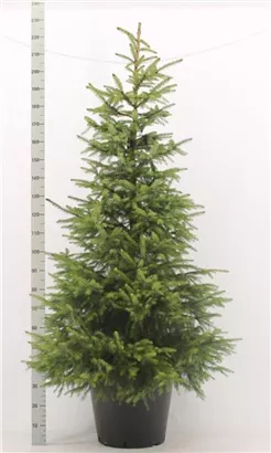 Serbische Fichte - Picea omorika