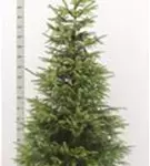 Serbische Fichte - Picea omorika