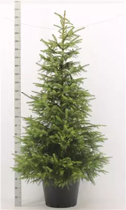 Serbische Fichte - Picea omorika