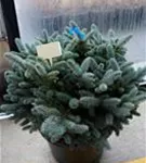 Kleine Blaufichte - Picea pungens 'Glauca Globosa'