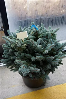 Kleine Blaufichte - Picea pungens 'Glauca Globosa'