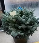 Kleine Blaufichte - Picea pungens 'Glauca Globosa'
