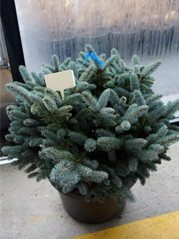 Kleine Blaufichte - Picea pungens 'Glauca Globosa'