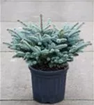 Kleine Blaufichte - Picea pungens 'Glauca Globosa'