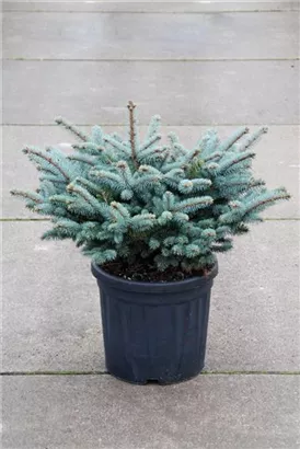 Kleine Blaufichte - Picea pungens 'Glauca Globosa'
