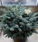 Kleine Blaufichte - Picea pungens 'Glauca Globosa'