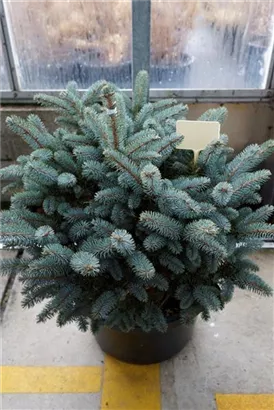 Kleine Blaufichte - Picea pungens 'Glauca Globosa'