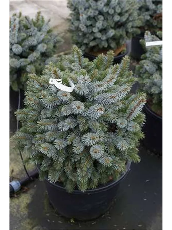 Sitkafichte 'Silberzwerg' - Picea sitchensis 'Silberzwerg'