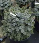 Sitkafichte 'Silberzwerg' - Picea sitchensis 'Silberzwerg'