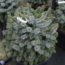 Picea sitchensis 'Silberzwerg', C 20 40- 45
