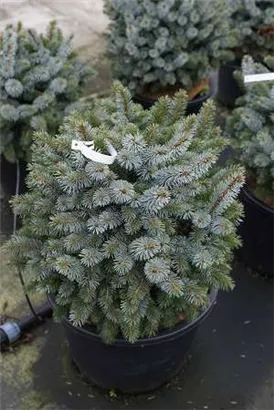 Sitkafichte 'Silberzwerg' - Picea sitchensis 'Silberzwerg'