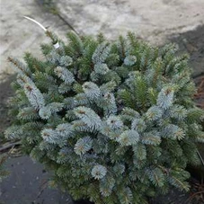 Picea sitchensis 'Silberzwerg', C 20 45- 50