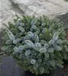 Sitkafichte 'Silberzwerg' - Picea sitchensis 'Silberzwerg'