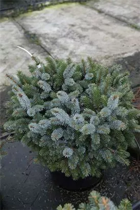 Sitkafichte 'Silberzwerg' - Picea sitchensis 'Silberzwerg'