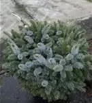 Sitkafichte 'Silberzwerg' - Picea sitchensis 'Silberzwerg'
