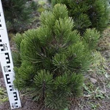 Pinus leucodermis 'Compact Gem', mB 40- 50