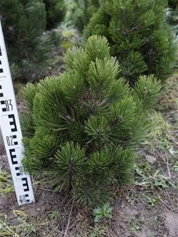 Pinus leucodermis 'Compact Gem'