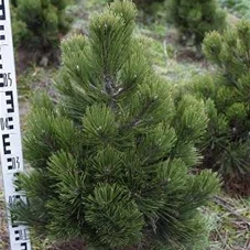 Pinus leucodermis 'Compact Gem', mB 50- 60