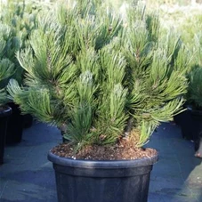 Pinus leucodermis 'Compact Gem', C 25 60- 70