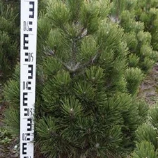 Pinus leucodermis 'Compact Gem', C 25 70- 80