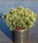 Kugel-Kiefer 'Mops' - Pinus mugo 'Mops' - Nadeln - Koniferen