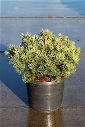 Kugel-Kiefer 'Mops' - Pinus mugo 'Mops' - Nadeln - Koniferen