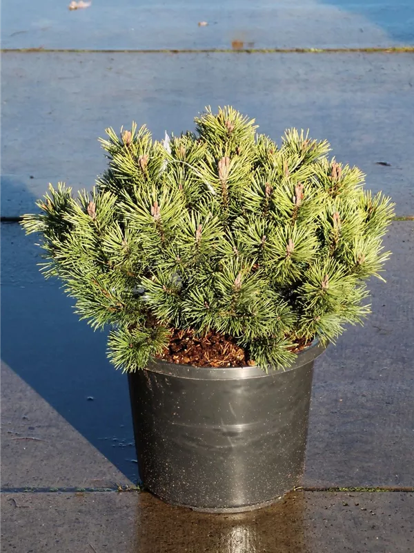 Kugel-Kiefer 'Mops' - Pinus mugo 'Mops' - Nadeln - Koniferen
