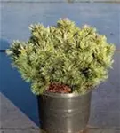 Kugel-Kiefer 'Mops' - Pinus mugo 'Mops' - Nadeln - Koniferen