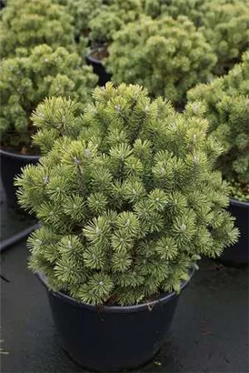 Kugel-Kiefer 'Mops' - Pinus mugo 'Mops' - Nadeln - Koniferen