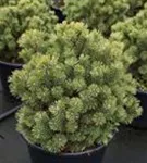 Kugel-Kiefer 'Mops' - Pinus mugo 'Mops' - Nadeln - Koniferen