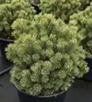 Kugel-Kiefer 'Mops' - Pinus mugo 'Mops' - Nadeln - Koniferen