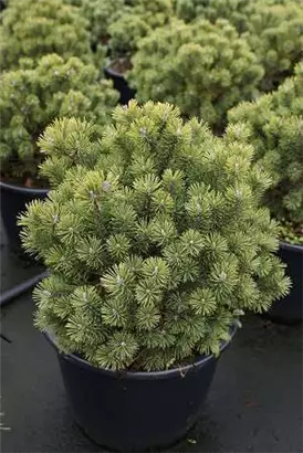 Kugel-Kiefer 'Mops' - Pinus mugo 'Mops' - Nadeln - Koniferen